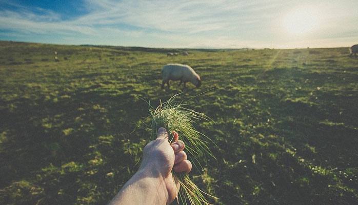 Crédit d’impôt en faveur du remplacement temporaire de l’exploitant agricole